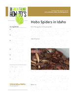 Hobo Spiders in Idaho