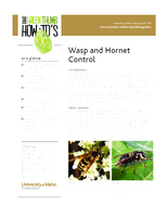 Wasp and Hornet Control