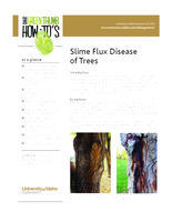 Slime Flux of Trees