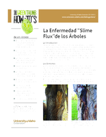 La Enfermedad  Slime Flux  de los  rboles