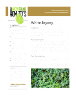 White Bryony