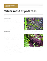 White Mold of Potatoes