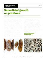 Superficial Growth on Potatoes
