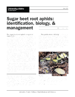Sugar Beet Root Aphids: Identification, Biology, and Management