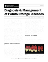 Diagnosis and Management of Potato Storage Diseases