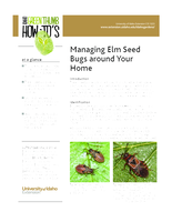 Managing Elm Seed Bugs around Your Home