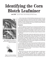 Identifying the Corn Blotch Leafminer