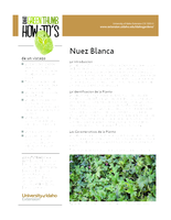 Nuez Blanca