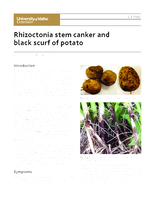 Rhizoctonia Stem Canker and Black Scurf of Potato