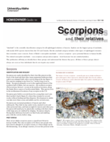 Homeowner Guide to Scorpions and Their Relatives