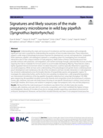 Signatures and likely sources of the male pregnancy microbiome in wild bay pipefish (Syngnathus leptorhynchus)