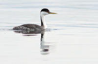 Western and Clark’s Grebe Breeding Lakes of North America
