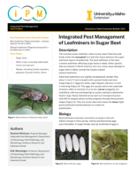 Integrated Pest Management of Leafminers in Sugar Beet