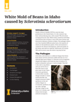 White Mold of Beans in Idaho caused by Sclerotinia sclerotiorum