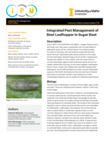 Integrated Pest Management of Beet Leafhopper in Sugar Beet
