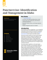 Puncturevine: Identification and Management in Idaho