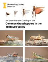 A Comprehensive Catalog of the Common Grasshoppers in the Treasure Valley