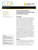 Comb-Clawed Beetles: A Potential Pest for Small Fruits and Peaches in Idaho
